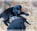 Small #2 Labrador Retriever