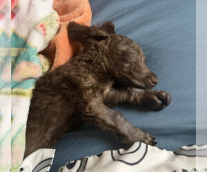Java Bean - Female Miniature Labradoodle Dog for Adoption - Photo #9