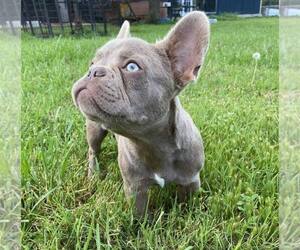 French Bulldog Puppy for sale in GREENVILLE, TX, USA