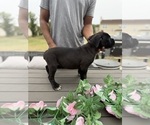 Small #9 Cane Corso