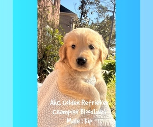 Golden Retriever Puppy for sale in SUGAR LAND, TX, USA