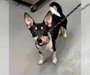 Chihuahua Dogs for adoption in Peoria, IL, USA