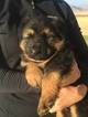 Small Photo #5 German Shepherd Dog Puppy For Sale in PORTERVILLE, CA, USA