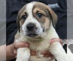 Small #3 Retriever  Mix