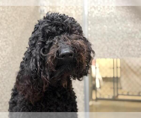 Medium Photo #1 Poodle (Standard)-Unknown Mix Puppy For Sale in Santa Rosa, CA, USA