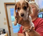 Puppy Batman Dachshund
