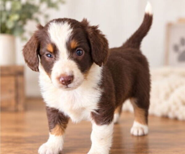Medium Photo #12 Aussiedox Puppy For Sale in FLEMINGSBURG, KY, USA