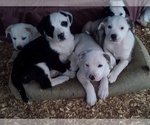 Small Photo #6 American Pit Bull Terrier-Labrador Retriever Mix Puppy For Sale in MOORESBORO, NC, USA