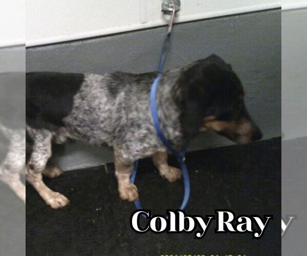 Medium Photo #7 Dachshund-Unknown Mix Puppy For Sale in San Antonio, TX, USA