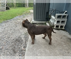 American Bully Puppy for sale in OKEECHOBEE, FL, USA