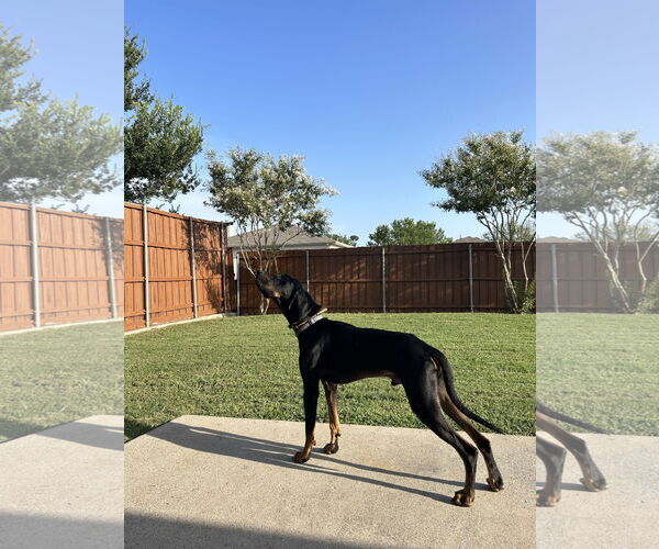 Medium Photo #3 Coonhound Puppy For Sale in McKinney, TX, USA