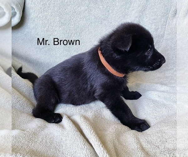 Medium Photo #17 German Shepherd Dog Puppy For Sale in BOKOSHE, OK, USA