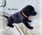 Small #16 German Shepherd Dog