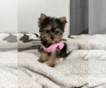 Small #30 Yorkshire Terrier