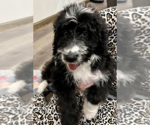 Aussiedoodle-Australian Shepherd Mix Puppy for sale in MARTINSVILLE, IN, USA