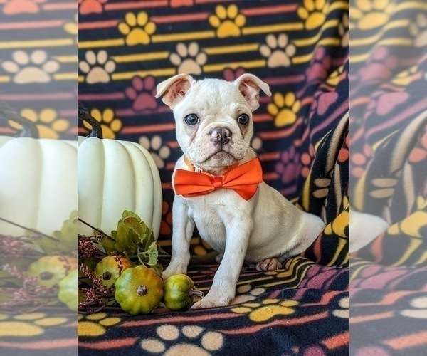 Medium Photo #2 Boston Terrier Puppy For Sale in EPHRATA, PA, USA