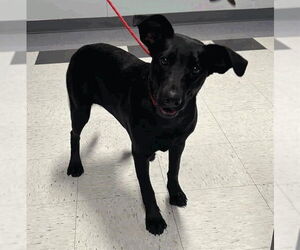 Labrador Retriever-Unknown Mix Dogs for adoption in Salt Lake City, UT, USA