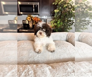 Cavapoo Puppy for sale in GREENWOOD, IN, USA