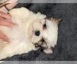 Small Photo #3 Mal-Shi Puppy For Sale in SILEX, MO, USA