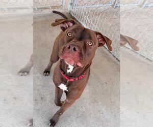 JAX - Female American Pit Bull Terrier Dog for Adoption - Photo #2