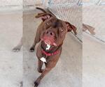 Small Photo #2 American Pit Bull Terrier Puppy For Sale in DuQuoin, IL, USA