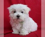 Small Maltese