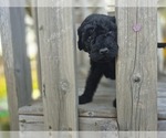 Small #3 Goldendoodle