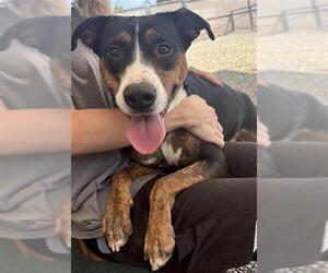 Labrador Retriever-Unknown Mix Dogs for adoption in Palmetto, FL, USA