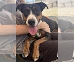 Small Labrador Retriever Mix