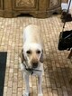 Small Photo #1 Labrador Retriever Puppy For Sale in SHREVEPORT, LA, USA
