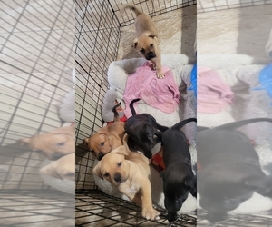 American Pit Bull Terrier-Bullboxer Pit Mix Puppy for sale in PHOENIX, AZ, USA