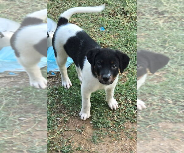 Medium Photo #4 Labrador Retriever-Unknown Mix Puppy For Sale in San Antonio, TX, USA
