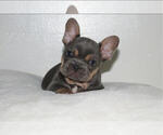 Puppy Miles French Bulldog