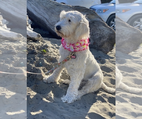 Medium Photo #1 Goldendoodle-Poodle (Standard) Mix Puppy For Sale in SACRAMENTO, CA, USA