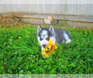 Siberian Husky Puppy for sale in SHILOH, OH, USA