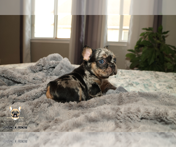 Medium Photo #2 French Bulldog Puppy For Sale in SACRAMENTO, CA, USA