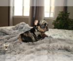 Small #1 French Bulldog