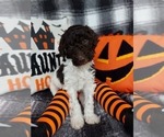 Small Photo #30 Poodle (Standard) Puppy For Sale in RISING SUN, MD, USA