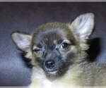 Small #16 Chihuahua