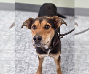 Siberian Husky-Unknown Mix Dogs for adoption in Fort Collins, CO, USA