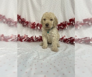 Labradoodle Puppy for sale in LYNCHBURG, VA, USA