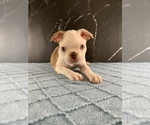 Puppy Gandalf AKC Boston Terrier