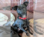 Small #3 Chihuahua Mix