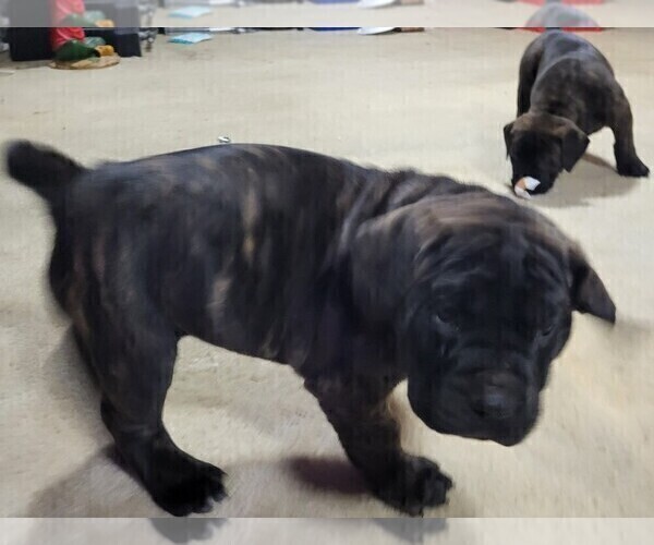 Medium Photo #3 Boerboel Puppy For Sale in DURHAM, NC, USA