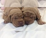 Small #1 Vizsla