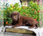 Small Photo #8 Labrador Retriever Puppy For Sale in LEBANON, PA, USA