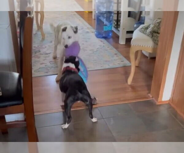 Medium Photo #14 English Setter-Labrador Retriever Mix Puppy For Sale in Rustburg, VA, USA