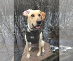 Small Photo #19 Labrador Retriever Puppy For Sale in LITTLE ROCK, AR, USA