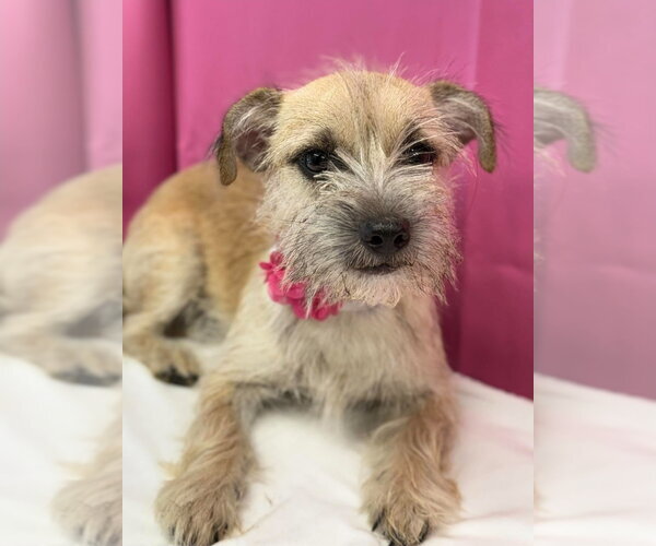 Medium Photo #1 Care-Tzu Puppy For Sale in Lakewood, CO, USA