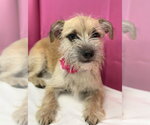 Taco - Female Care-Tzu Dog for Adoption - Small photo